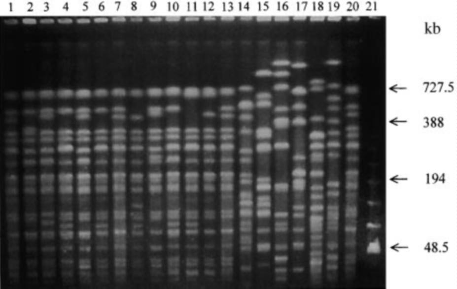 âáò Clinical Microbiology and Infection, Volume 6 Number 6, June 2000 Figure 1 PFGE of XbaI-digested DNA from 20 Enterobacter aerogenes isolates. Lanes 1, 5, 13 and 20: pattern 1f. Lane 2: pattern 1i.