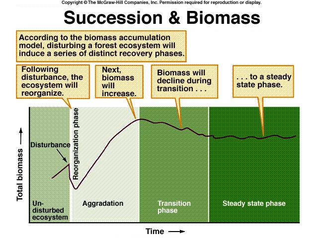 from peak Steady-State Biomass fluctuates around mean Succession and stream ecosystem properties Sycamore Creek, Arizona