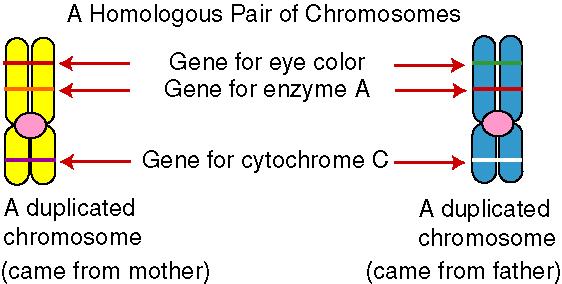 chromosomes the maternal