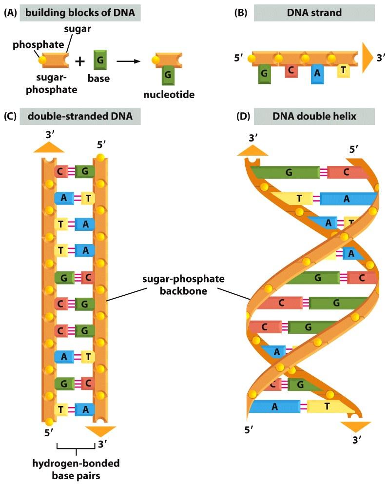 DNA is made of four nucleotide building blocks