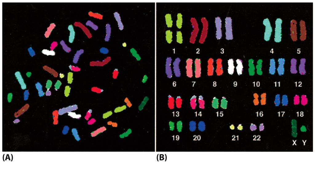 Each human chromosome can be painted a different color to allow its unambiguous identification under the light