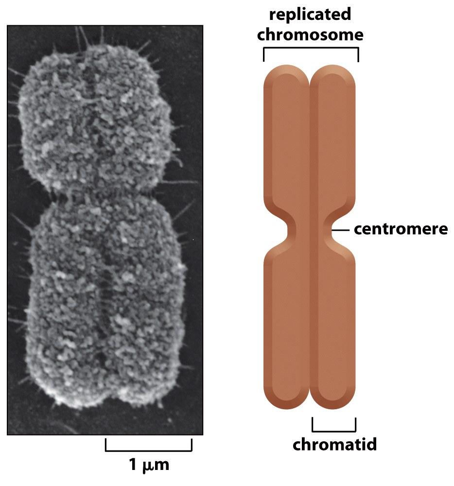 A typical mitotic chromosome is