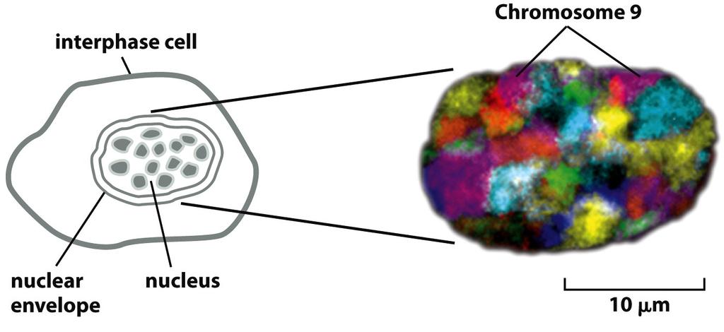Interphase chromosomes occupy