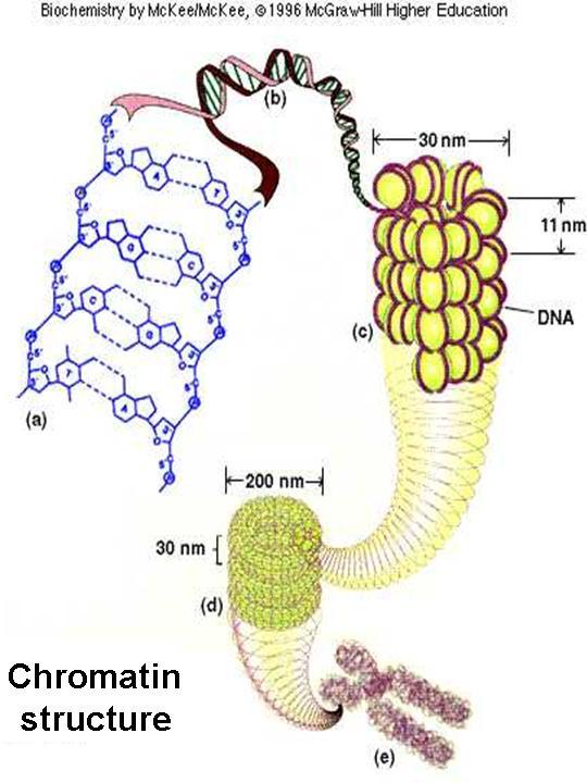 Chromatin Chromatin The complex of both classes of protein with nuclear DNA.