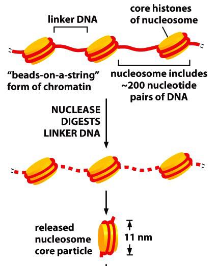 Nucleosomes contain DNA wrapped around a protein core of eight histone molecules High proportion of