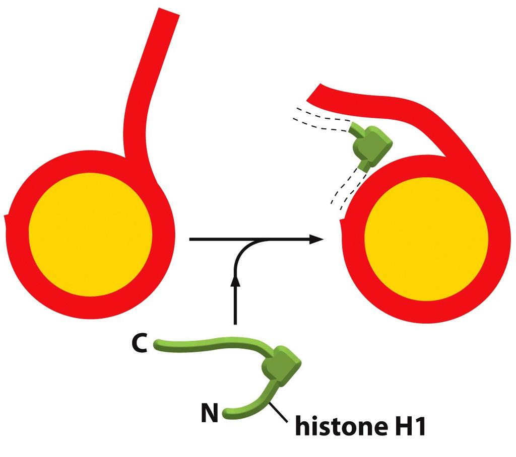 A linker histone helps to pull