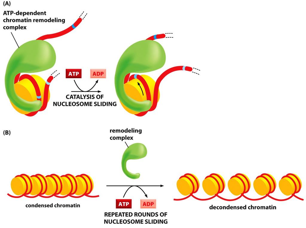Chromatin-remodeling complexes reposition the