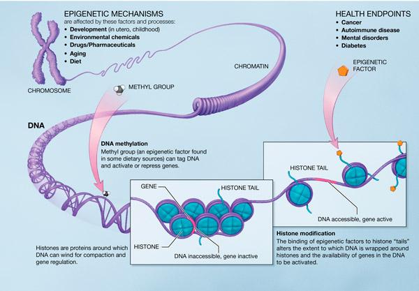 Epigenetic inheritance Epigenetics The study of heritable changes in gene expression or