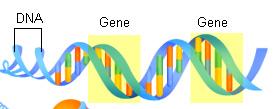 What is gene?