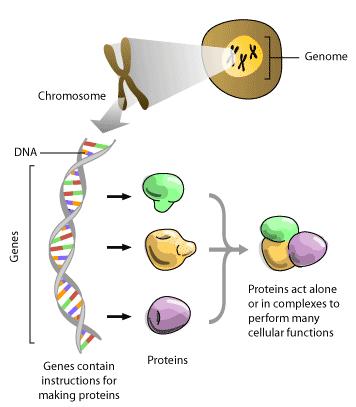 What is genome?