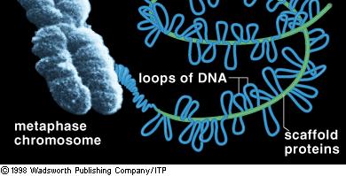 LampbrushChromosomes DNA