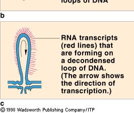 DNA Transcription proceeds in