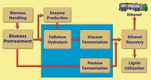Fig. 1.1 Ethanol production process from Biomass [4] Currently, yeast (Saccharomyces cerevisiae) is commonly used in the process [5]. Despite its popularity, yeast has a number of disadvantages.