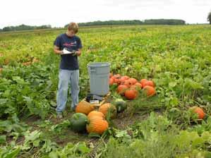 harvested width: 10' Pumpkin Field