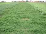 an August-sown cover crop SWMREC 1.