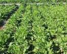 Manure with a cover crop Greater yield response to manure applied with a winter cover crop than manure on bare soil.