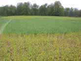 pores Cover crops species by root type Surface rooting from grasses reduce surface compaction, prevent nutrient