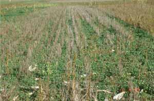 proven cover crop technology could become a weed problem but farmers and extension are trying them out Mustard cover crop