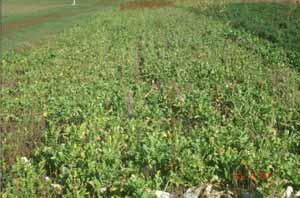 Oilseed Radish Covers following winter wheat 1999 - KBS Soybeans Covers