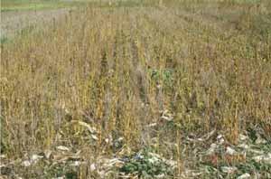 Wheat Control Covers following winter wheat 1999 - KBS 15 lbs/a Biomass