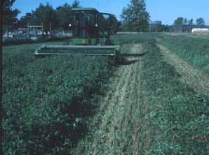 Organic Wheat / Medium Red Clover March 16, 2000: Frost seeded with 15