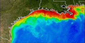 html) The satellite picture shows a region in the northern Gulf of Mexico where a phytoplankton bloom now occurs every