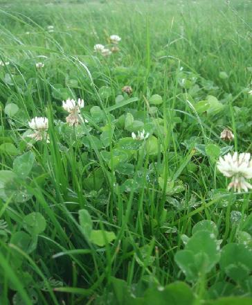 Current status of legumes The area of grassland in Ireland which includes significant levels of white clover is low, but there is an increasing interest in white clover due to the increase in the N