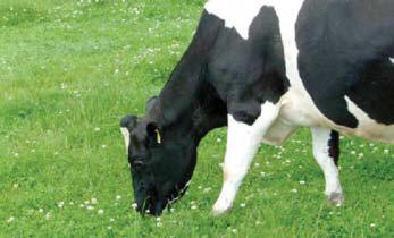 A dairy cow grazing a grass-white clover pasture in Ireland. Such pastures require only about one quarter of the nitrogen fertiliser that grass-only pastures require to give optimum yield.