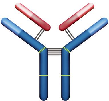 the structure of a normal immunoglobulin molecule. In myeloma cells, mutations have occurred in the genes responsible for immunoglobulin production.