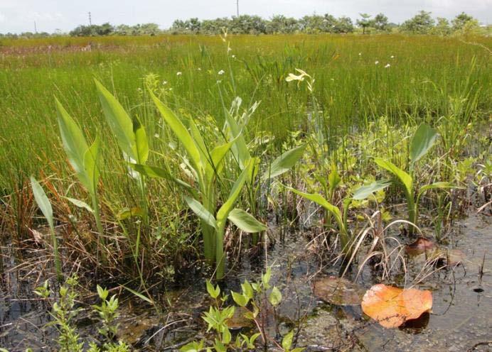wetland impacts, and lastly compensatory mitigation Permit