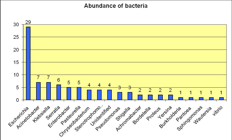 Abundance of different bacteria in clinical samples is shown