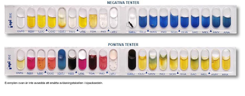 1.2.1 API 20E Fig 02. API20 E strips, negative and positive results Picture is taken from API web s Swedish page. API 20E, is a test strip including 20 micro-tubes or capsules.