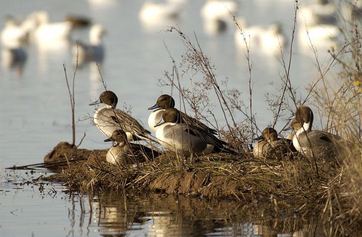Matchett, E.L., Fleskes, J.P., Young, C.A., and Purkey, D.R., 2015, A framework for modeling anthropogenic impacts on waterbird habitats Addressing future uncertainty in conservation planning: U.S.