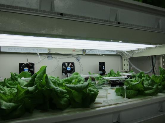 Figure 3 The lettuce and the proposed fan system 4.