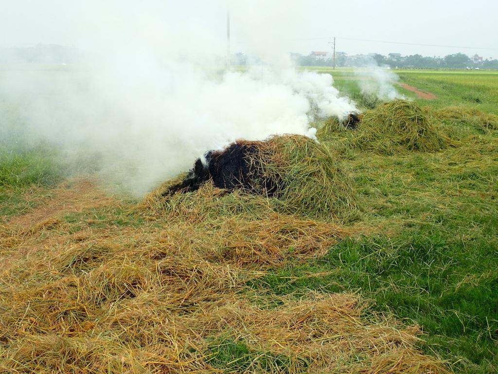 Quantify local rice burning emissions factors for Vietnam.
