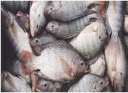 Tilapia One of most widely cultured foodfish worldwide Market acceptability & recognition Also, low price & lots of competition Utilize niche marketing Reproduction can be a problem Can over