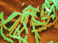 necessarily kill bacteria spores