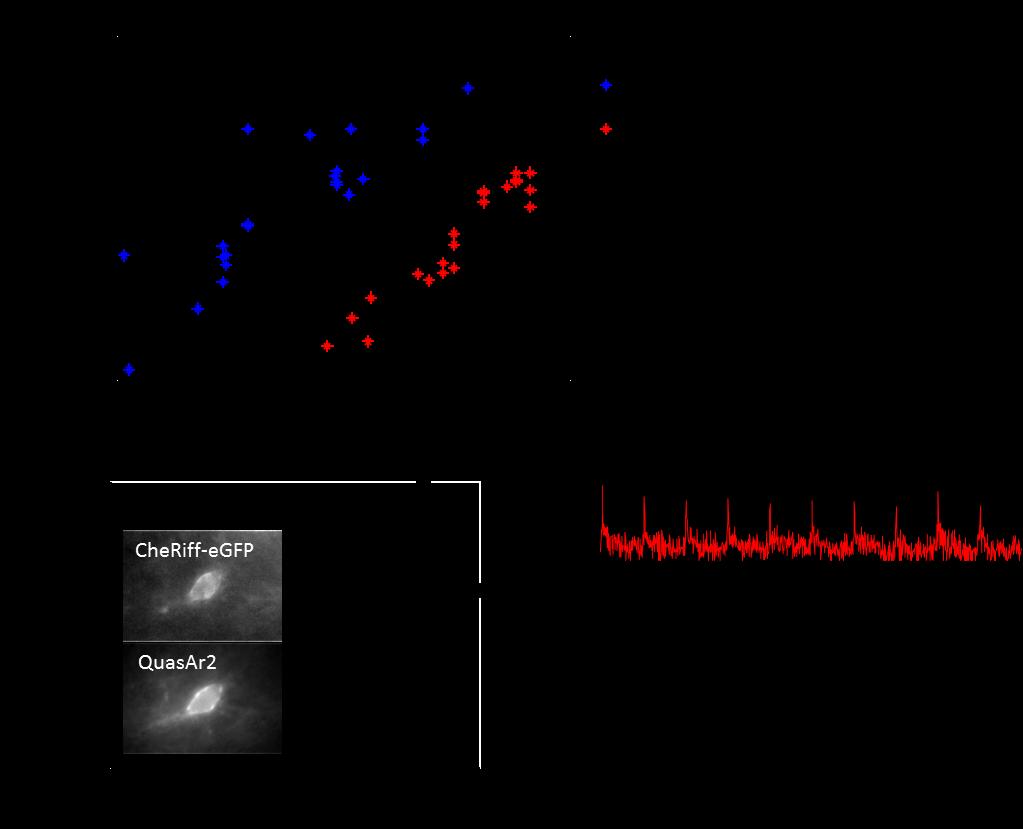 Figure S3. Optical properties of QuasAr2 imaging in acute brain slice.