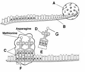 NUCLEUS A= m-rna B= ribosome C= amino acid t-rna D= codon F= Amino acid G = Images