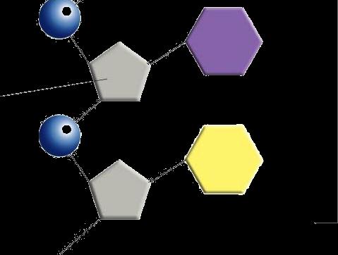 Nitrogen bases with 1 ring are called Pyrimidines C T Pearson