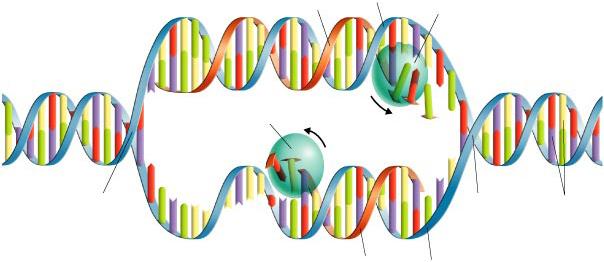 New strand Original strand DNA polymerase DNA polymerase Growth Growth Replication fork Replication fork Nitrogenous