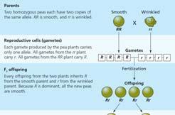 Mendel s Laws: Segregation Independent assortment SEXUAL REPRODUCTION CONTRIBUTES TO VARIATION Example A Line Cross