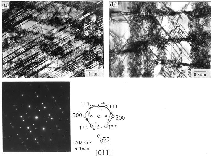 464 TENSION/COMPRESSION ASYMMETRY Vol. 41, No. 5 Figure 3. TEM micrographs of compressive creep specimens in (a) [001] and (b) [011] orientations. The foils were cut along the {011} planes.