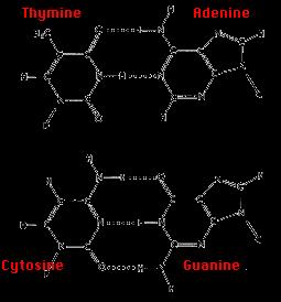 Purine Adenine (A) always pairs with the pyrimidine Thymine (T) Pyrimidine Cytosine (C) always pairs with the purine Guanine (G) Always, those rules are done naturally because the opportunities to