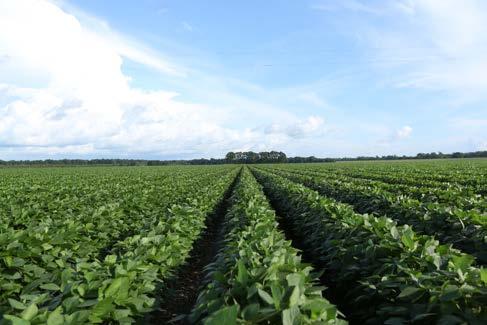 Roundup Ready 2 Xtend Soybeans: Outstanding Weed Control System Reaches >20M Acres in 2017 Record U.S. ramp of Roundup Ready 2 Xtend soybeans on path to doubling in 2018 with expected supply 2017: Record Ramp to >20M U.