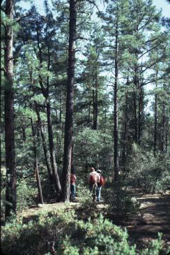 40 Average percent cover 35 30 25 20 15 10 Trees Shrubs Forbs Graminoids 5 0 Aspen Cottonwood Deciduous woodland oak Douglas-fir Juniper Maple woodland Mesquite Forest type Misc.