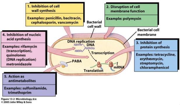 Mechanisms of antibiotics Cell wall synthesis Protein synthesis