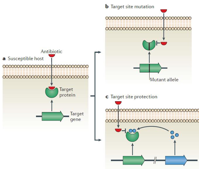 efflux pumps Mutations Transformation