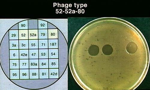 Methods: Phage typing Used for identification and differentiating of bacterial