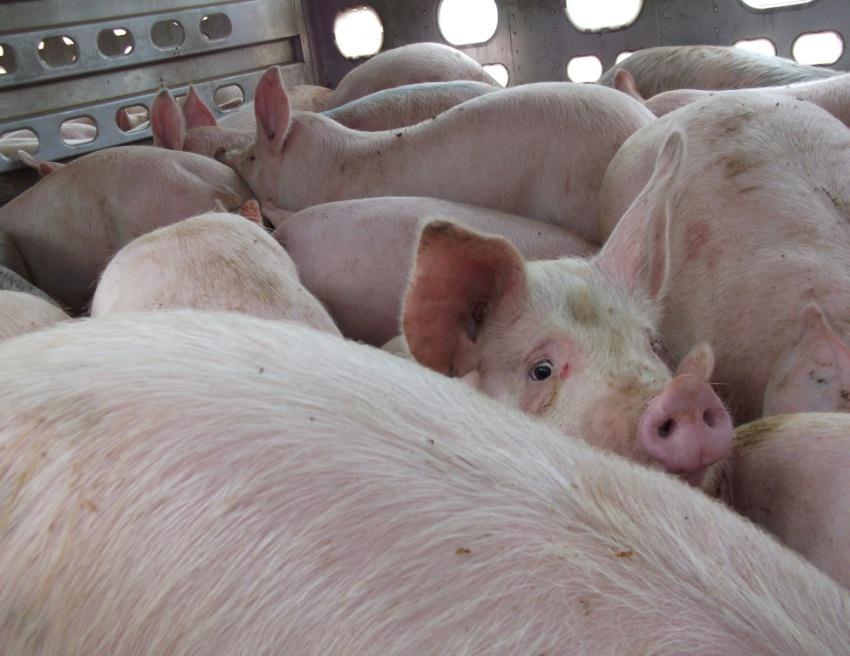 Overview and Background Total number of pigs transported each year: over 100 million Rate of DOA: 0.